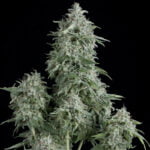 Semilla Auto Anubis x3+1 Pyramid Seeds