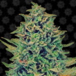 Semilla Blue Shark CBD Fem x3 Barney's Farm