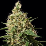 Semilla Peppermint Kush Fem x3 Barney's Farm