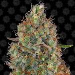 Semilla Sweet Tooth Auto x3 Barney's Farm