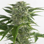 Semilla Bubble Kush Auto x3 Royal Queen