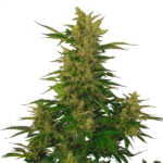 Semilla Royal Critical Auto x3 Royal Queen