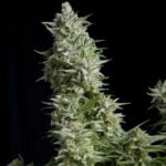Semilla Alpujarreña Fem x1 Pyramid Seeds