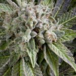 Semilla Auto Blue Pyramid x3+1 Pyramid Seeds