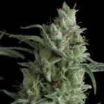 Semilla Kryptonite Fem x1 Pyramid Seeds