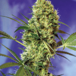 Semilla Big Devil Fem x3+1 Sweet Seeds