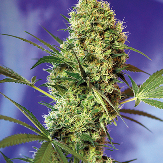 big-devil-auto-comprar-semillas-de-marihuana.png