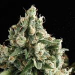 Semilla Auto Lennon x3+1 Pyramid Seeds
