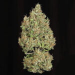 Semilla Royal Cookies Auto x1 Royal Queen