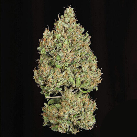 royal-cookies-automatic