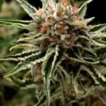 Semilla Auto Shark x3+1 Pyramid Seeds