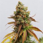Semilla Special Queen x1 Royal Queen