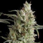 Semilla Super Og Kush Fem x3+1 Pyramid Seeds