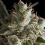 Semilla Auto Fresh Candy x3+1 Pyramid Seeds