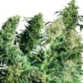 Indoor_Mix_56c71fa7512b7