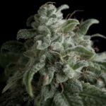 Semilla American Pie Fem x3 +1 Pyramid Seeds