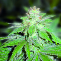 Some sweet