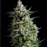 Semilla Anesthesia Fem x1 Pyramid Seeds