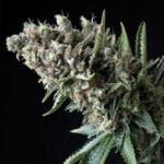 Semilla Nefertiti Fem x1 Pyramid Seeds