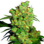 Semilla Big Bud Fem x3 Sensi Seeds