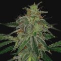 blue-mammoth-autofloreciente