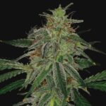 Semilla Blue Mammoth Auto X1 Barney's Farm