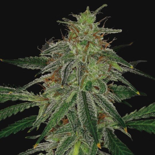 blue-mammoth-autofloreciente
