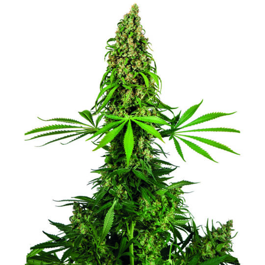 chocolope