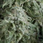 Semilla Auto Anubis x1 Pyramid Seeds