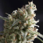Semilla Auto Lennon x1 Pyramid Seeds