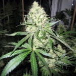 Semilla No Name x3 Medical Seeds