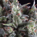 Semilla Auto Olimpia x1 Pyramid Seeds