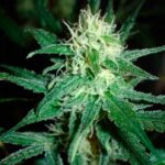 Semilla Prozack x3 Medical Seeds