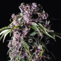 purple-pyramid-seeds-600x600