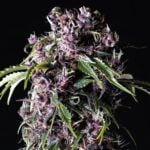 Semilla Purple Fem x3+1 Pyramid Seeds