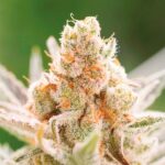 Semilla Rainbows Fem x4 BSF Seeds