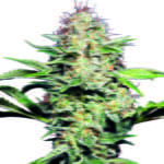Semilla Sensi Skunk Auto x3 Sensi Seeds