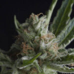 Semilla Shark Fem x1 Pyramid Seeds