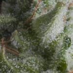 Semilla Auto Shark x1 Pyramid Seeds