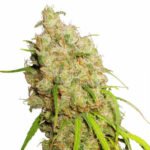 Semilla Desfran Fem x3 Dutch Passion