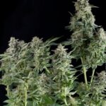 Semilla Northern Lights Fem x1 Pyramid Seeds