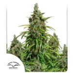 Semilla Auto Mazar x3 Dutch Passion