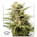 Semilla Auto White Widow x3 Dutch Passion