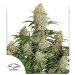 Semilla Auto Skywalker Haze x3 Dutch Passion