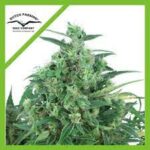 Semilla Auto Think Different x3 Dutch Passion