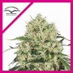 Semilla White Widow x3 Dutch Passion