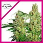 Semilla Power Plant x3 Dutch Passion