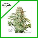 Semilla Auto Power Plant x3 Dutch Passion