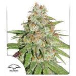 Semilla Glueberry O.G. x3 Dutch Passion