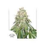 Semilla Banana Blaze x3 Dutch Passion
